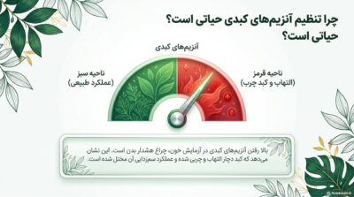 عصاره گیاهی توربو کبد چرب | کمک به پاکسازی کبد و تنظیم آنزیمهای کبدی