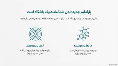 انقلاب در افزایش سایز: بررسی علمی قوی‌ترین ها